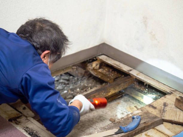 Best Home Mold Removal  in Wetumka, OK