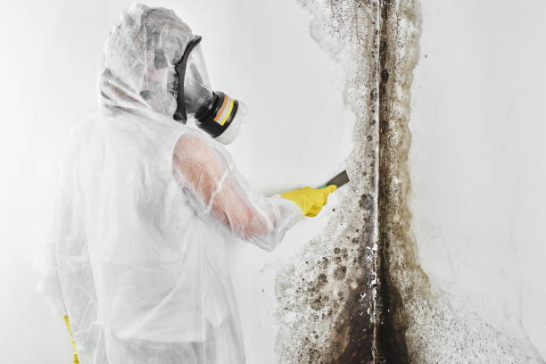 Mold Removal Process in Wetumka, OK