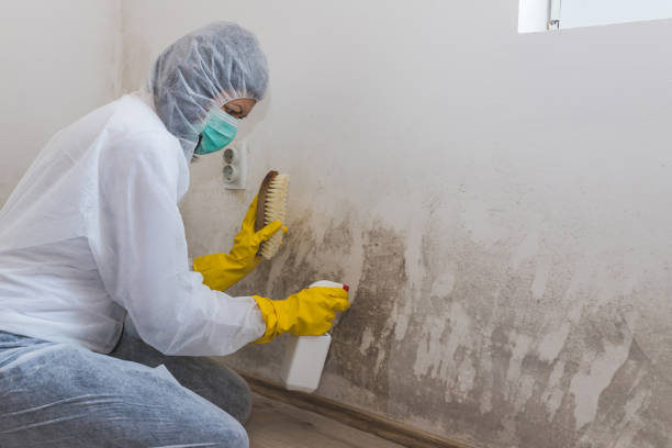 Mold Removal and Inspection in Wetumka, OK