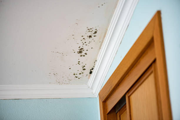 Best Mold Removal and Inspection  in Wetumka, OK