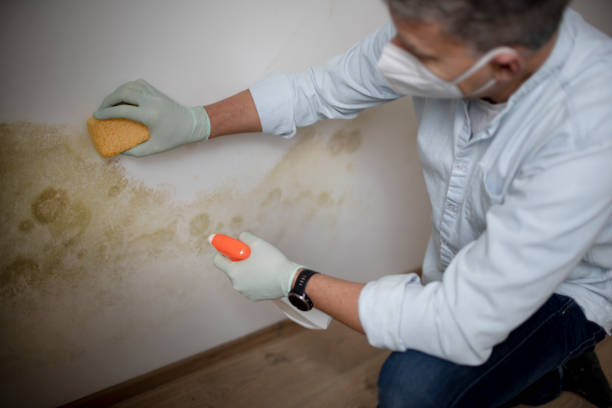 Certified Mold Removal in Wetumka, OK