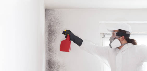 Best Office Mold Removal Services  in Wetumka, OK