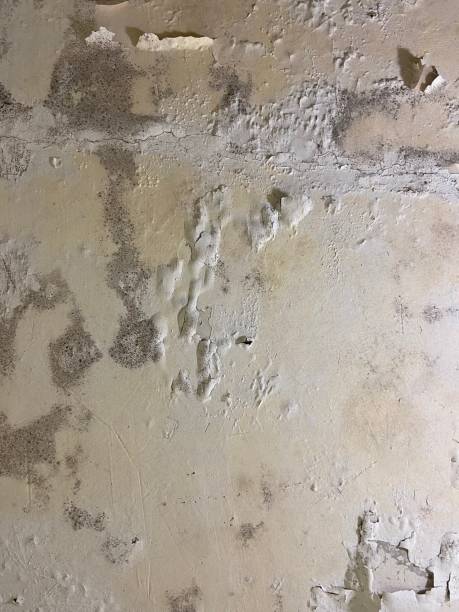 Professional Mold Removal in Wetumka, OK