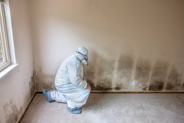 Best Mold Remediation  in Wetumka, OK