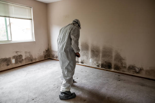 Best Same-Day Mold Removal  in Wetumka, OK