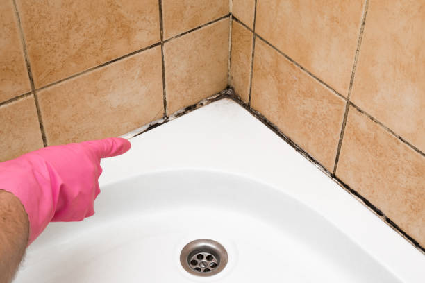 Best Mold Damage Repair  in Wetumka, OK